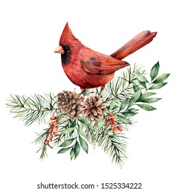 Watercolor Christmas card with cardinal and floral decor. Hand painted bird, pine cones, fir and eucalyptus branches isolated on white background. Holiday print for design, print or background