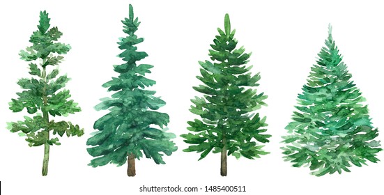 Watercolor Christmas green trees. Spruce and holiday tree. Hand drawn illustration.
