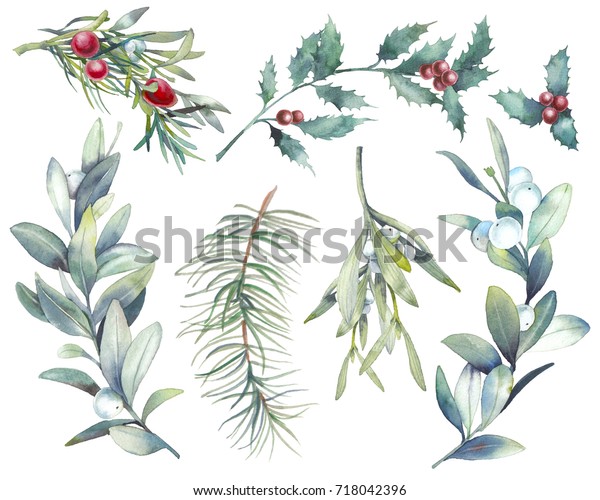 水彩クリスマス植物セット 白い背景に手描きの植物エレメント 現代の自然デザインのためのベリー トウヒ 柊 ヤドリギの枝 のイラスト素材