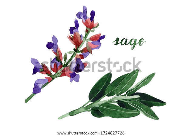 水彩セージイラスト 白い背景に手描きの枝 葉 花 植物イラスト ハーブ薬とアロマセラピー 化粧品 香料 医療用植物 のイラスト素材