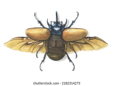 Watercolor Clipart Bug. Eupatorus Gracilicornis. Five-horned Rhinoceros Beetle.