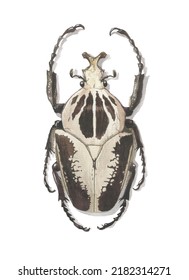 Watercolor Clipart Bug. Goliath Beetle. Big Beetle. 