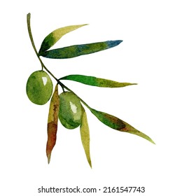 Watercolor Clipart Green Olive Branch Stock Illustration Shutterstock