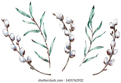 Watercolor Clip-art Of Pussy Willow Branches. Hand-drawn Illustration.