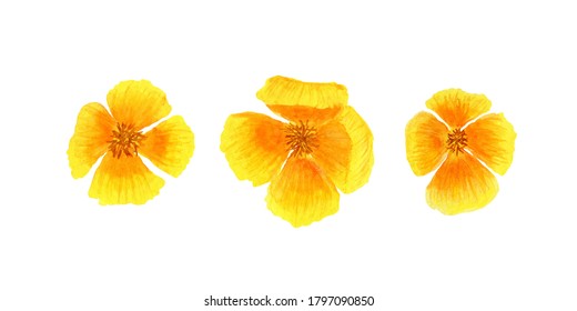 Watercolor clipart, yellow banner, summer flowers on a white background. Illustration for design, cards, business cards, wedding invitations, fabric, wrapping paper. - Powered by Shutterstock