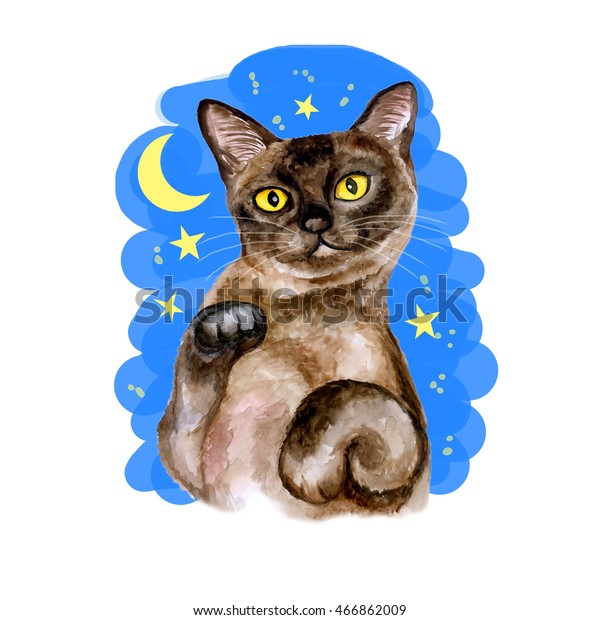 Watercolor Close Portrait Popular Shorthair Burmese Stock