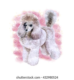Watercolor closeup portrait of beautiful King Poodle breed dog isolated on pink background. Dog with hair cut posing on dog show. Hand drawn sweet home pet. Greeting card design clip art illustration