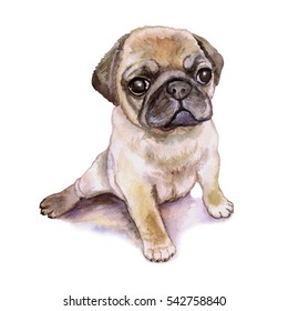 Watercolor closeup portrait of chinese wrinkled pug dog puppy isolated on white background. shorthair toy dog. Hand drawn sweet home pet. Popular small breed dog. Greeting card design. Clip art