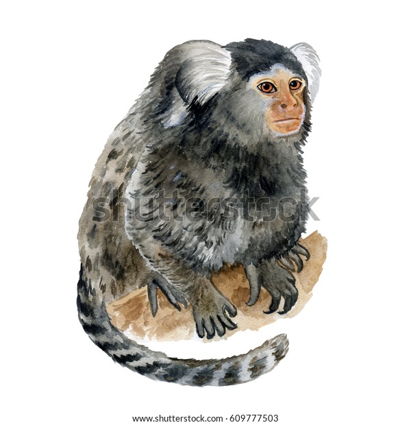 Watercolor Closeup Portrait Common Marmoset Callithrix Stock ...