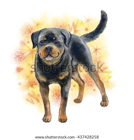 Watercolor closeup portrait of large Rottweiler breed dog isolated on abstract background. Large shorthair German working guardian dog. Hand drawn sweet home pet greeting birthday card design clip art