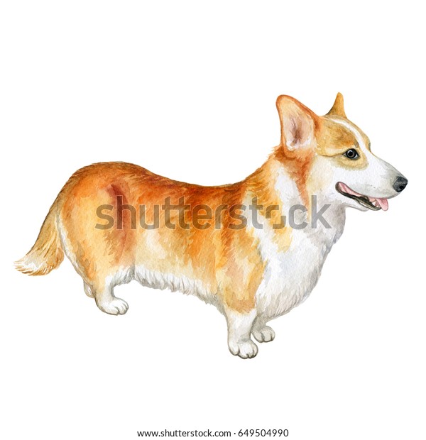 Watercolor Closeup Portrait Tricolor Shortlegged Pembroke Stock