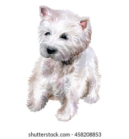 Watercolor Closeup Portrait Of West Highland White Terrier Breed Dog Isolated On White Background. Scotland Small White Coated Westie Dog. Hand Drawn Home Pet. Greeting Birthday Card Design. Clip Art