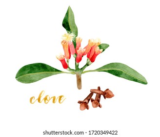 Watercolor Clove Illustration. Hand Drawn Leaves And Flower Buds Isolated On White Background. Botanical Illustration. Herbal Medicine And Aroma Therapy