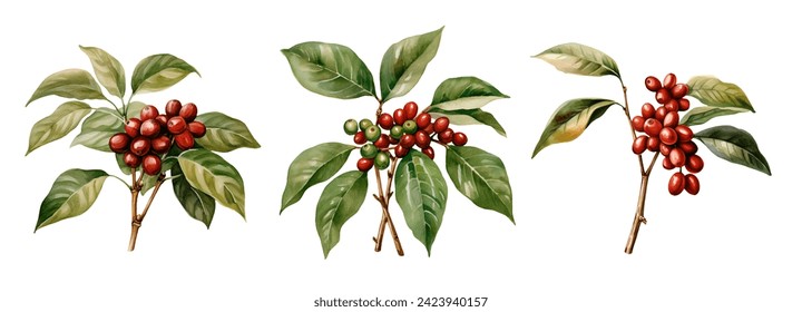 Watercolor coffee branch. Illustration clipart isolated on white background.