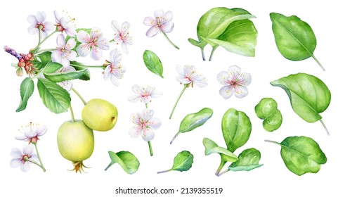 Watercolor collection of the apple tree branches, green leaves and flowers isolated on white background