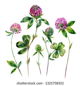 Watercolor Collection of Clover Blossoms, Foliage and Buds. Botanical Illustration of Trifolium Flower Isolated on White Background. Vintage Style Floral Decoration.