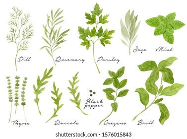 Watercolor collection of culinary herbs isolated on white background. Dill, rosemary, parsley, sage, mint, thyme, arugula, black pepper, oregano, basil.