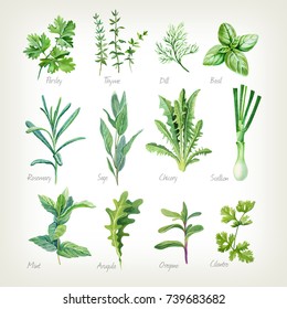 Watercolor collection of culinary herbs isolated on white background with clipping path included. Parsley, thyme, dill, basil, rosemary, sage, chicory, scallion, mint, arugula, oregano, cilantro.