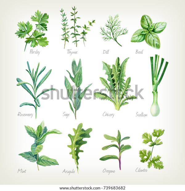 Watercolor collection of culinary herbs\
isolated on white background with clipping path included. Parsley,\
thyme, dill, basil, rosemary, sage, chicory, scallion, mint,\
arugula, oregano,\
cilantro.