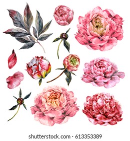 Watercolor Collection of Pink Peonies, Buds, Petals and Foliage Isolated on White. Botanical Illustration in Vintage Style. DIY Set for Wedding Design.