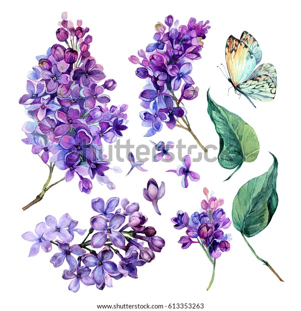 白い背景に紫のライラック花 葉 蝶の水彩コレクション ビンテージスタイルの植物イラスト のイラスト素材