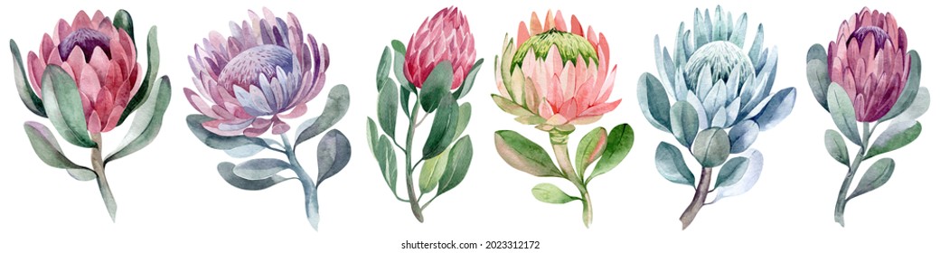 watercolor collection set of protea flowers - Powered by Shutterstock