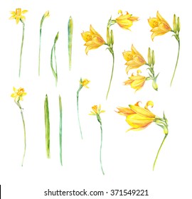 Watercolor collection with spring yellow flowers. Daffodils and Lilies. Hand painting floral illustration. Elements are isolated .