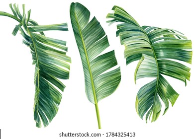 Watercolor Collection of tropical leaves, isolated on white background. palm leaf, jungle clipart