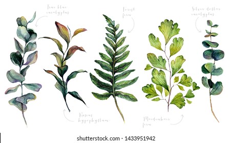 Watercolor Collection Of Wedding Greenery: True Blue Eucalyptus, Ruscus Hypophyllum, Forest Fern, Maidenhair Fern, Silver Dollar Eucalyptus. Botanical Print Of Trendy Plants. Vintage Illustration.