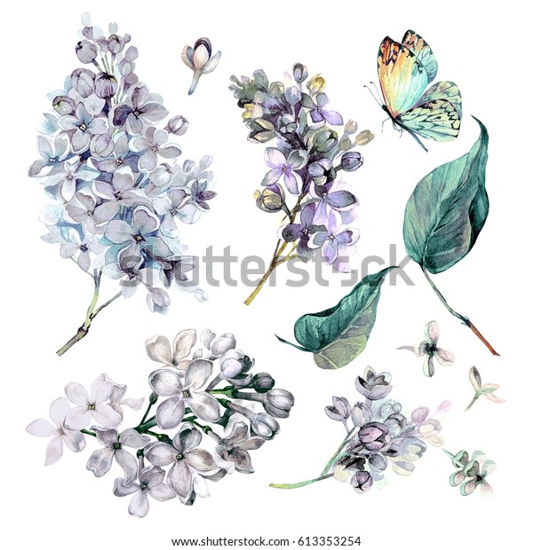 白い背景に白いライラック花 葉 蝶の水彩コレクション ビンテージスタイルの植物イラスト のイラスト素材