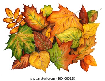 Watercolor colorful background of autumn leaves lying on the ground. Hand drawn pattern of different leaves isolated on white. Illustration of fall season leafage randomly placed. 