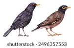 Watercolor common blackbird (Turdus merula) and common myna (Acridotheres tristis). Hand drawn bird illustration isolated on white background.