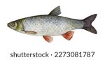 Watercolor Common chub or European chub (Squalius cephalus). Hand drawn fish illustration isolated on white background.