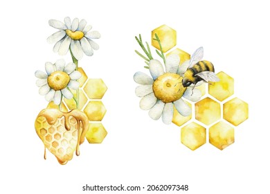 Watercolor compositions with honeycombs and daisies. Hand painted, illustration with honey isolated on white background for your design.