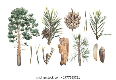 Watercolor Coniferous Set. Alpine Pine, Needles, A Ripe Pine Cone, A Piece Of Bark From A Fallen Tree, A Seed And A Segment Of A Cone. For Use In Illustrations With Conifer Elements