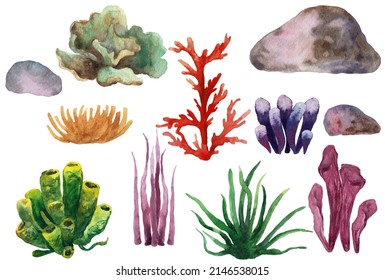 Watercolor Coral Reef Clipart, Under the Sea, Ocean Clip Art