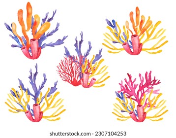 Watercolor coral reef drawing sea ocean natural algae  polyp coral plants seaweed white background hand drawn illustration