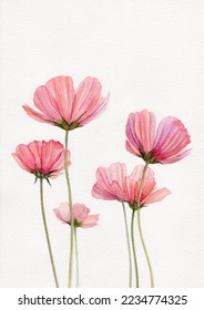 Acuarela cosmos flores en