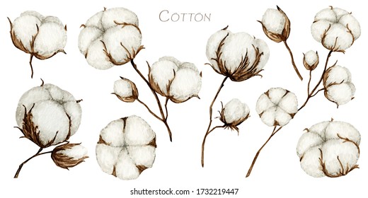 Watercolor Cotton Flower Branches Set. Botanical Hand Drawn Eco Product Illustration. Cotton Flowers Buds Balls In Vintage Style Isolated On White Background. Plant Ball Nature Icon.