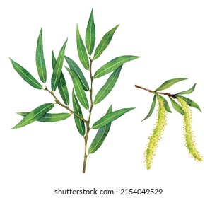 Watercolor crack willow or brittle willow branch and fruits. Salix fragilis isolated on white background. Hand drawn painting plant illustration.