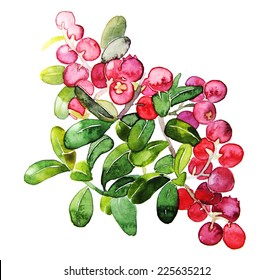 Watercolor Cranberries Isolated On White Background