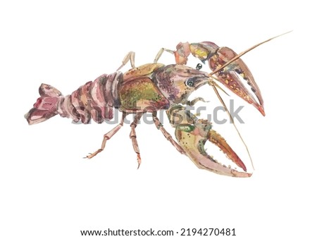 Watercolor crayfish illustration. Fishing catch. Seafood hand drawn illustration for menu and recipes. Realistic painting of a lobster.  Red and green crawfish. Healthy eating.  Lobser