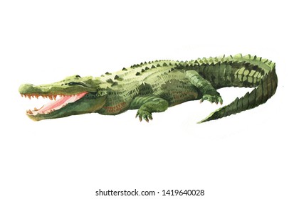 Watercolor Crocodile, Alligator Tropical Animal Isolated On A White Background Illustration.
