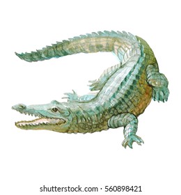 Watercolor Crocodile, Alligator Tropical Animal Isolated On A White Background Illustration.