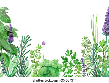 Watercolor culinary herbs background. Hand painted illustrations of mint, rosemary, lavender, thyme, sage, dill, chive. For restaurant menu, cookbook, culinary blog, home decoration or packaging.