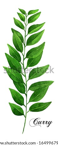 Watercolor Curry Leaf Illustration | Kitchen Herbs Painting | Culinary Herbs Drawing