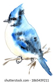 Watercolor Cute Blue Jay Bird Painting