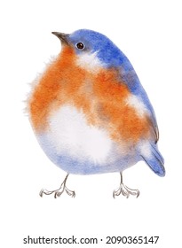 Watercolor Cute Bluebird Bird Painting Illustration