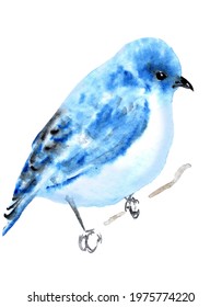 Watercolor Cute Bluebird Painting Illustration