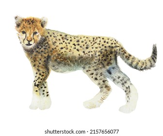 Watercolor Cute Cheetah. Exotic Wild Cat Isolated On White Background, Realistic Animals. Cheetah Cub. African Animal Illustration. Template. Hand Drawing. Close-up. Clip Art.